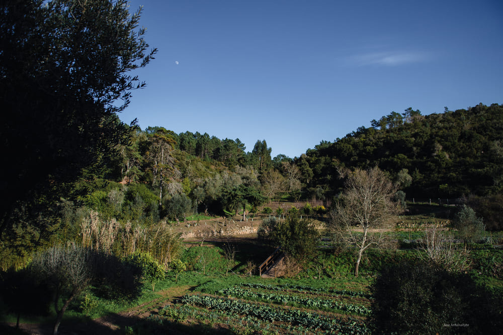 Image: A view of the vegetable garden at Quinta do Pis&atilde;o.