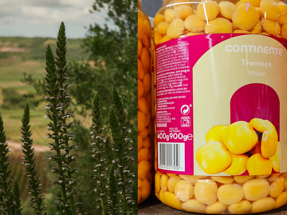 Lupine in the natural environment and lupine beans cooked for food