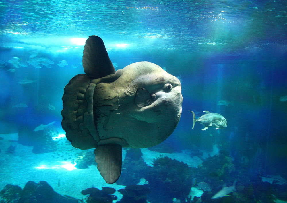 Лиссабонский океанариум - Lisbon Oceanarium